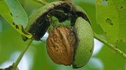 English Walnut Tree Seeds for Planting 10 Seeds Juglans regia Persian Walnut Carpathian Walnut Common Walnut - The Rike Inc
