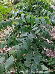 150 Katuk Seeds Star Gooseberry Sweet Leaf Edible-leafed Seeds Hat Rau Bo Ngot Sauropus Androgynus Katuk Plant Seeds Rau Bo Ngot - The Rike Inc