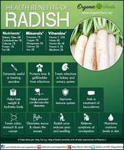 400 Daikon Radish Seeds Mooli Raphanus Sativus VAR White Radish Japanese Radish Chinese Radish Seeds Non-GMO Vegetable Seeds Garden Seeds - The Rike Inc
