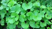 1000 Seeds Green Gotu Kola Seeds Big Leaf Centella Asiatica Seeds Organic Vegetable Planting Non-GMO Indian Pennywort Seeds