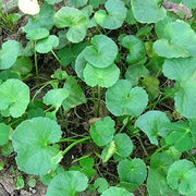 1000 Seeds Green Gotu Kola Seeds Big Leaf Centella Asiatica Seeds Organic Vegetable Planting Non-GMO Indian Pennywort Seeds
