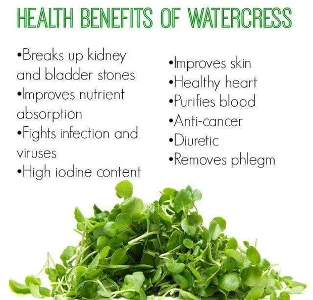 500 Watercress Seeds yellowcress Lettuce Seeds Xa lach xoong CAI be xoong Organic Vegetable Seeds for Planting Non-GMO - The Rike Inc