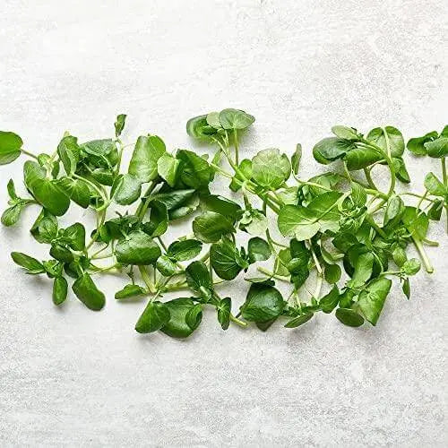 500 Watercress Seeds yellowcress Lettuce Seeds Xa lach xoong CAI be xoong Organic Vegetable Seeds for Planting Non-GMO - The Rike Inc