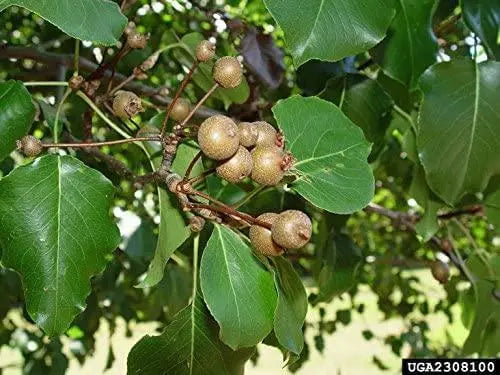 50 Seeds Callery pear Seeds for Planting Pyrus calleryana Flowering PEAR Tree Seeds Bradford Pear Bonsai Seeds - The Rike Inc