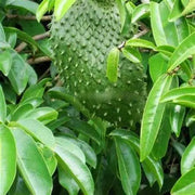 Soursop Leaf Tea La Mang Cau Xiem Herbal Tea Aka Guanabana leaf of custard apple, guanabana, guyabano, graviola, or Brazilian paw paw Herbal medicine 100 Gram - The Rike Inc
