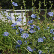 10000 Blue Chicory Flower Seeds Common Chicory Seeds for Planting Cichorium intybus Seeds | Blue Dandelion | Perennial Herb & Coffee Subst.