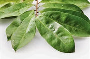 Soursop Leaf Tea La Mang Cau Xiem Herbal Tea Aka Guanabana leaf of custard apple, guanabana, guyabano, graviola, or Brazilian paw paw Herbal medicine 100 Gram - The Rike Inc