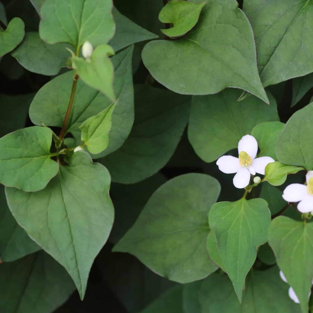 100 Seeds - Fish Mint Herb Seeds (Houttuynia Cordata) | for Planting Rau diep ca, Fish Leaf Rainbow Plant - Chameleon Plant, HeartLeaf, Fish Wort, Chinese Lizard Tail - Versatile Culinary Herb