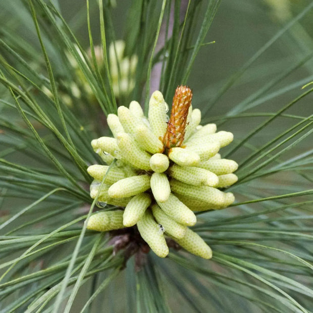 100 Seeds - Loblolly Pine Seeds (Pinus Taeda Tree Seeds) - to Grow Oldfield Pine, Bull Pine Tree, North Carolina Pine or Arkansas Pine - Non-GMO Tree Seeds for Landscaping and Reforestation