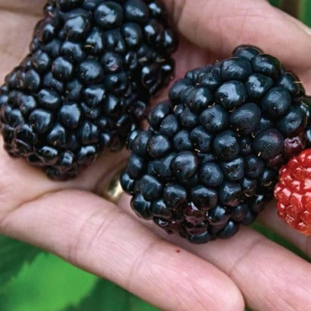 200 Seeds - Giant BlackBerry Seeds, Black Berry Raspberry Seeds - Huge Fruit Rubus Bush Fruit Jocad Giant Fruit Seeds for Planting Rubus Fruticosus, Caneberries, Bramble, Dewberry Sweet Juicy Fruit - The Rike Inc