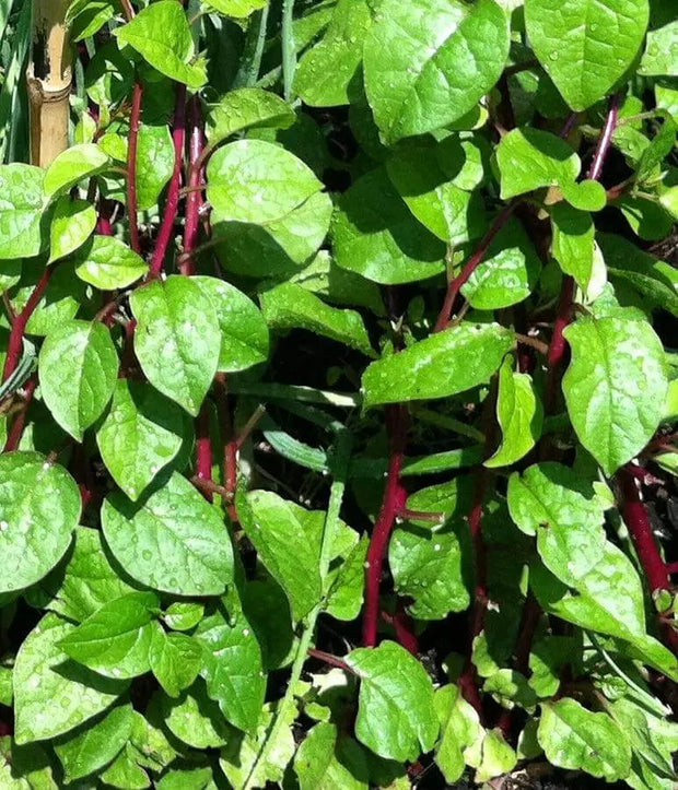 500 Seeds Red Malabar Spinach Seeds - Basella alba Pui, Vine Spinach, red Vine Spinach, Climbing Spinach, Creeping Spinach, Buffalo Spinach, Malabar Spinach and Ceylon Spinach - The Rike Inc