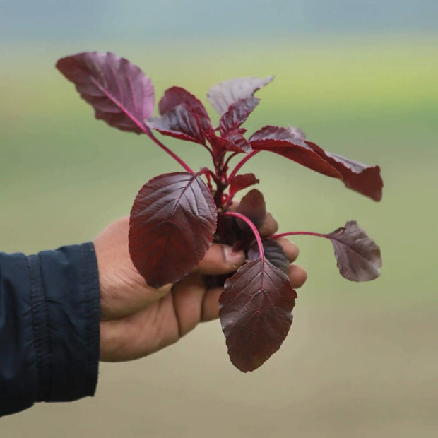 3000 Seeds - Red Amaranth Seeds, Non-GMO Rau Den | Red Bhaji/Red Amaranth, Machali Pottanam, Round Leaf | Perfect for Home Garden - The Rike - The Rike Inc