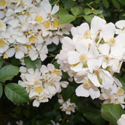 30 Seeds - Multiflora Rose Seeds (Heirloom Baby Rose Hip) | Ornamental Flowering Plant Flower Seeds Attracts Butterflies - The Rike Inc