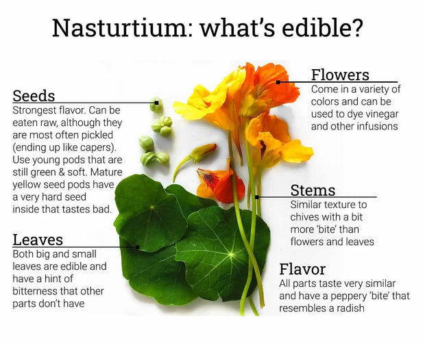 500 Tropaeolum majus Nasturtium Seeds for Planting | Heirloom Non-GMO Vining Flower Seeds Indoor Outdoor Garden Seeds - The Rike Inc