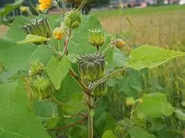100 Velvetleaf Seeds for Planting Button Bush Plant Abutilon Theophrasti Velvetweed Crown Weed Buttonweed Seeds Lantern Mallow Butterprint Pie Marker Indian Mallow Seeds