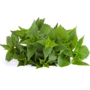 5000 Seeds - Stinging Nettle Seeds (Urtica dioica) for Planting Common Nettle or Burn Nettle | Non-GMO Burn Hazel Seeds to Grow Nettle Leaf & Nettle Stinger -The Rike - The Rike Inc