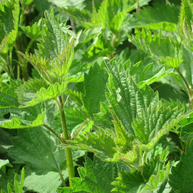 5000 Seeds - Stinging Nettle Seeds (Urtica dioica) for Planting Common Nettle or Burn Nettle | Non-GMO Burn Hazel Seeds to Grow Nettle Leaf & Nettle Stinger -The Rike - The Rike Inc