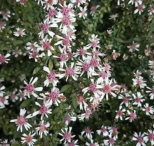200 Seeds Calico Aster Seeds Symphyotrichum lateriflorum Flower Seeds Calico Aster Seeds, starved Aster, White Woodland Aster Seeds - The Rike Inc