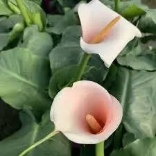 Pink Arum Lily Seeds 20 Zantedeschia aethiopica Flower Seeds Calla Lily Araceae - The Rike Inc