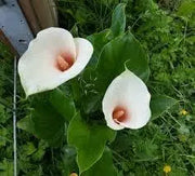 Pink Arum Lily Seeds 20 Zantedeschia aethiopica Flower Seeds Calla Lily Araceae - The Rike Inc