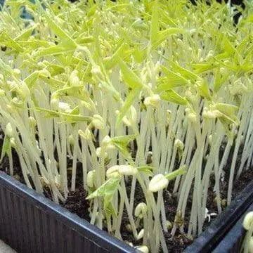 2000 Mung Bean Sprout Seeds Green Gram, Maash, Moong, Monggo, or munggo Seeds - The Rike Inc