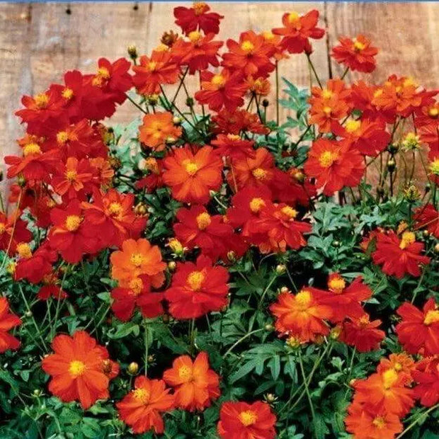 2000 red Cosmos Seeds Flower Seeds Color Cosmos Bipinnatus Aster Asteraceae Seeds (red) for Planting - The Rike Inc