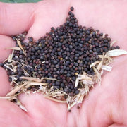 1500 Seeds Kale Seeds/Vates Blue Curled Scotch Kale Seeds- Brassica oleracea VAR. Acephala Garden Vegetable Seeds - The Rike Inc