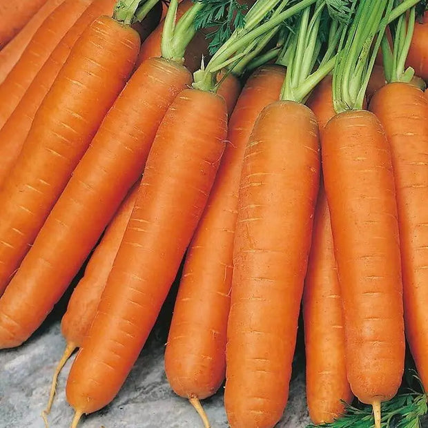 3000 Carrot Seeds Daucus Carota Seeds Non-GMO Vegetable Home Garden Seeds - The Rike Inc