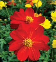 2000 red Cosmos Seeds Flower Seeds Color Cosmos Bipinnatus Aster Asteraceae Seeds (red) for Planting - The Rike Inc