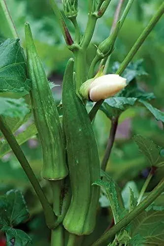 300 Seeds Long Green Okra Seeds Lady Fingers Ochro Gumbo Bhindi Clemson Spineless - The Rike Inc