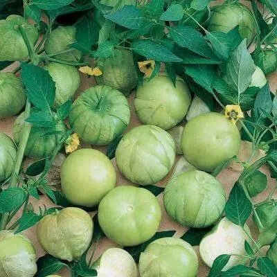 400 Husk Tomatoes Seeds tomatillio Seeds Mexican Husk Tomato Seeds Husk Tomatoes Tomatillo Grande Rio Verde Seeds for Planting Heirloom Non-GMO Seeds Physalis Philadelphica Physalis Ixocarpa - The Rike Inc