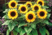 50 Seeds Yellow/Red Sun Flower Garden Bonsai Sun Flower Seeds for Planting Helianthus annuus (Yellow) - The Rike Inc
