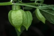 400 Husk Tomatoes Seeds tomatillio Seeds Mexican Husk Tomato Seeds Husk Tomatoes Tomatillo Grande Rio Verde Seeds for Planting Heirloom Non-GMO Seeds Physalis Philadelphica Physalis Ixocarpa - The Rike Inc