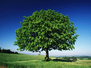 15 Linden Tree Seeds Lime, Basswood Non GMO Seeds - The Rike Inc