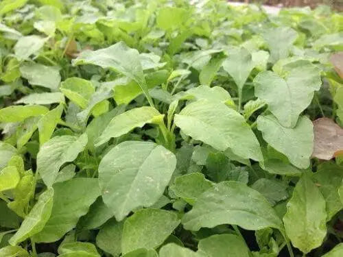 2500 Seeds Green Amaranth Seeds Rau Den Xanh - Yin Choi Edible Seeds Callaloo Thotakura Seeds - Chinese Spinach Seeds - Lal Shak - Redroot Amaranth Jamaican Callaloo Non-GMO - The Rike Inc