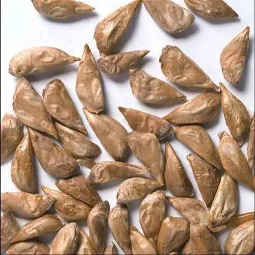 15 Cedrus Tree Seeds, Cedrus deodara, Cedrus atlantica, Cedrus brevifolia, Cedrus libani Non GMO Glauca Blue Atlas Mountain Cedar Seeds - (Himalayan Cedar) Fragrant Evergreen Bonsai Tree Seeds