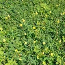 100 Seeds Hat Rau Nhut Seeds Water Mimosa Seeds for Planting Mimosa Pudica - Sensitive Neptunia Edible Plant Neptunia Ooleracea - 98% High Germination