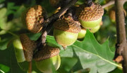 20 Seeds Red Oak Seeds for Planting Quercus rubra Tree Bonsai Seeds Alba Acorns - The Rike Inc