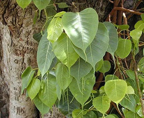Peepal Tree 100 Tree Seeds for Planting Ficus religiosa Sacred fig Bodhi Tree pippala Tree Cay Bo De peepal Tree pipal Tree ashvattha Tree Asathu - The Rike Inc