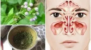 Ageratum conyzoides Herbal Tea billygoat-weed tea chick weed goatweed, whiteweed mentrasto Cut Lon Herb Tea herbal medicine 100 Gram - The Rike Inc