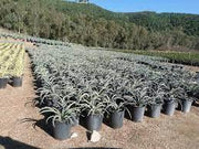 30 Seeds Yucca baccata Seeds for Planting datil Yucca Banana Yucca Spanish Bayonet Broadleaf Yucca Tree Seeds Shrub Seeds (Hardy Evergreen, Edible, Showy) - The Rike Inc