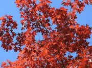20 Seeds Red Oak Seeds for Planting Quercus rubra Tree Bonsai Seeds Alba Acorns - The Rike Inc