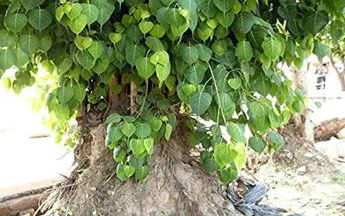 Peepal Tree 100 Tree Seeds for Planting Ficus religiosa Sacred fig Bodhi Tree pippala Tree Cay Bo De peepal Tree pipal Tree ashvattha Tree Asathu - The Rike Inc