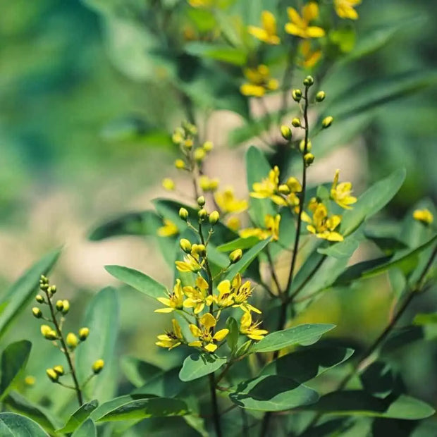 15000 Seeds Yellow Sweet Clover Seeds for Planting Melilotus Officinalis Seeds Yellow Common Melilot Seeds - The Rike Inc