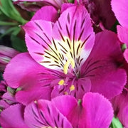 Peruvian Lily Seeds Mixed Flower Seeds 20 Seeds Alstroemeria ILY of The Incas - The Rike Inc