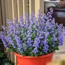 Pink Nepeta Seeds 200 Seeds Catmint Herb Seed Flower Seed Catnip catswort catwort - The Rike Inc