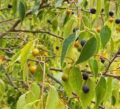 30 Seeds Common Hackberry Seeds Tree Seeds for Planting Celtis occidentalis nettletree Sugarberry beaverwood Northern Hackberry American Hackberry Seeds - The Rike Inc