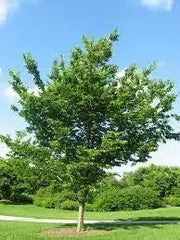 30 Seeds Common Hackberry Seeds Tree Seeds for Planting Celtis occidentalis nettletree Sugarberry beaverwood Northern Hackberry American Hackberry Seeds - The Rike Inc