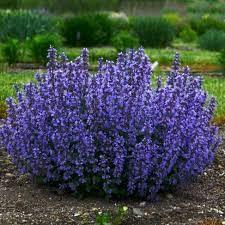 Pink Nepeta Seeds 200 Seeds Catmint Herb Seed Flower Seed Catnip catswort catwort - The Rike Inc