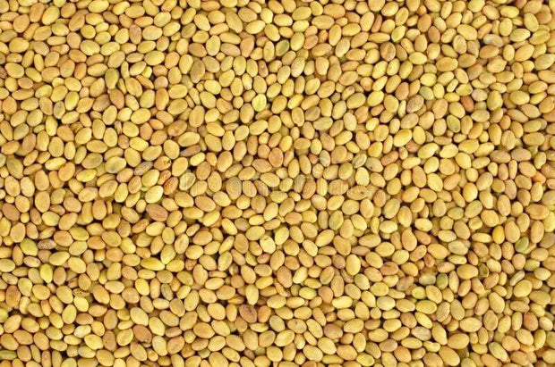 15000 Seeds Yellow Sweet Clover Seeds for Planting Melilotus Officinalis Seeds Yellow Common Melilot Seeds - The Rike Inc